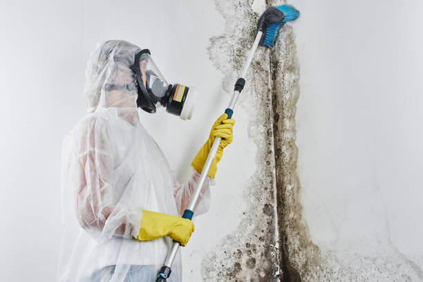 Best Preventive Mold Services in Keshena, WI
