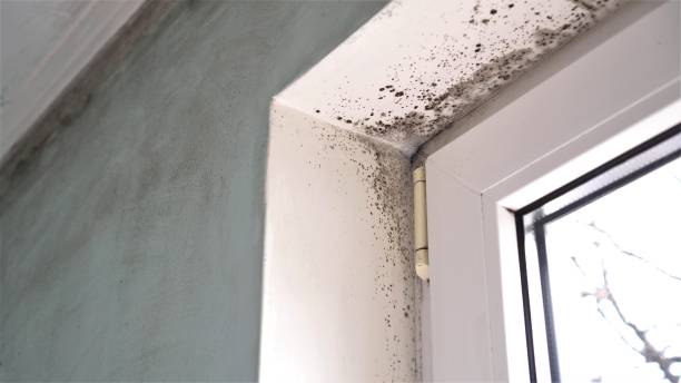 Best Commercial Mold Remediation in Keshena, WI