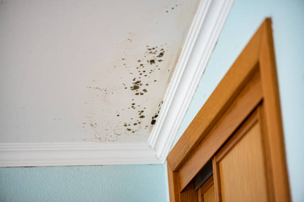 Best Mold Remediation for Schools in Keshena, WI