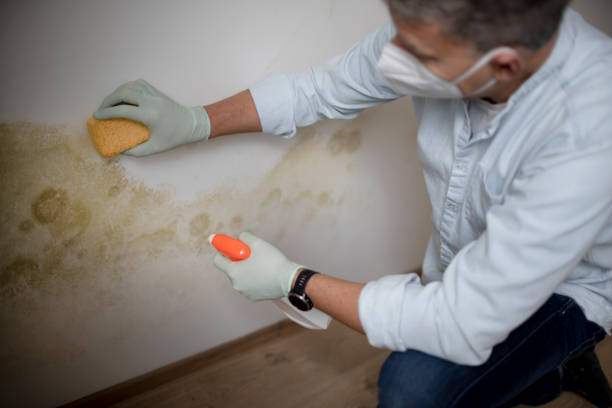 Best Basement Mold Remediation in Keshena, WI