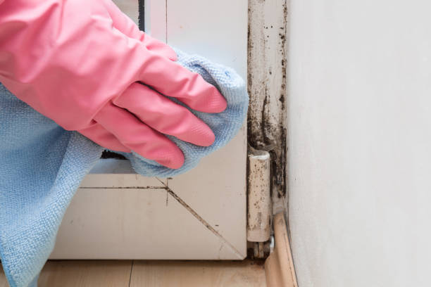 Best DIY Mold Remediation Support Services in Keshena, WI