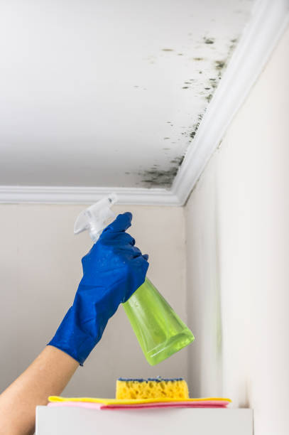 Best Industrial Mold Remediation in Keshena, WI